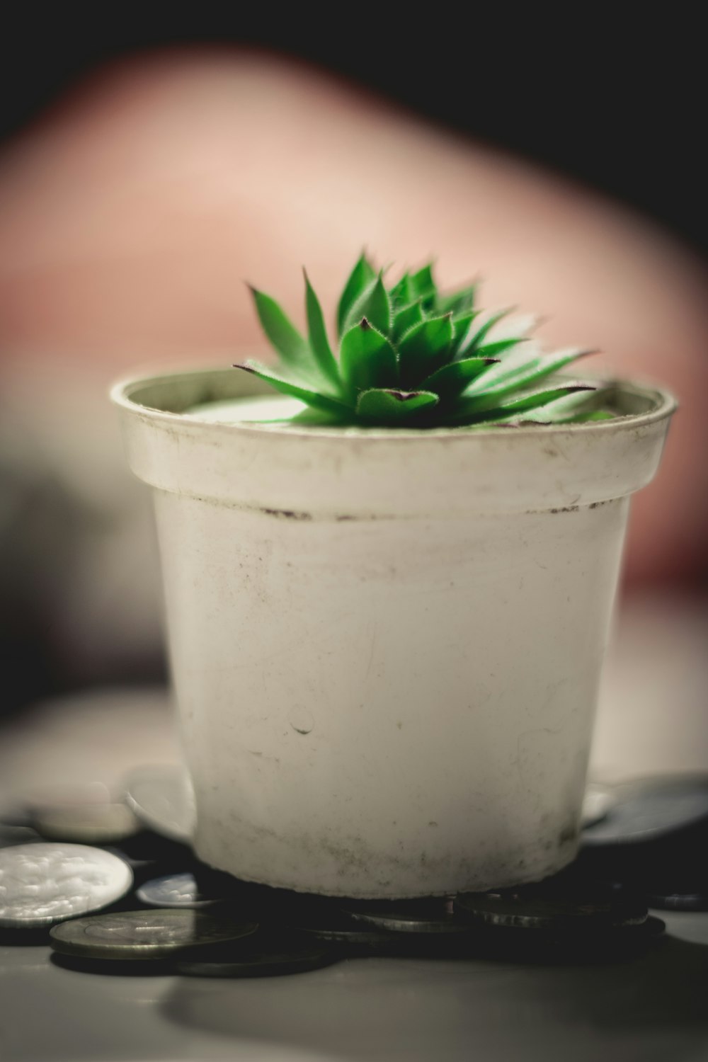 green plant in white ceramic pot