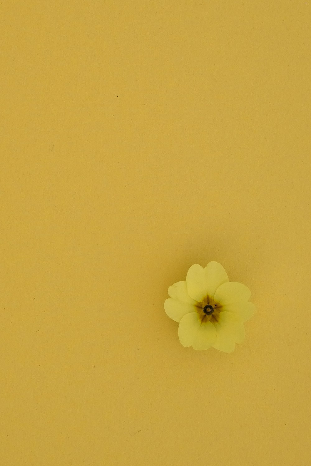 white flower on yellow surface