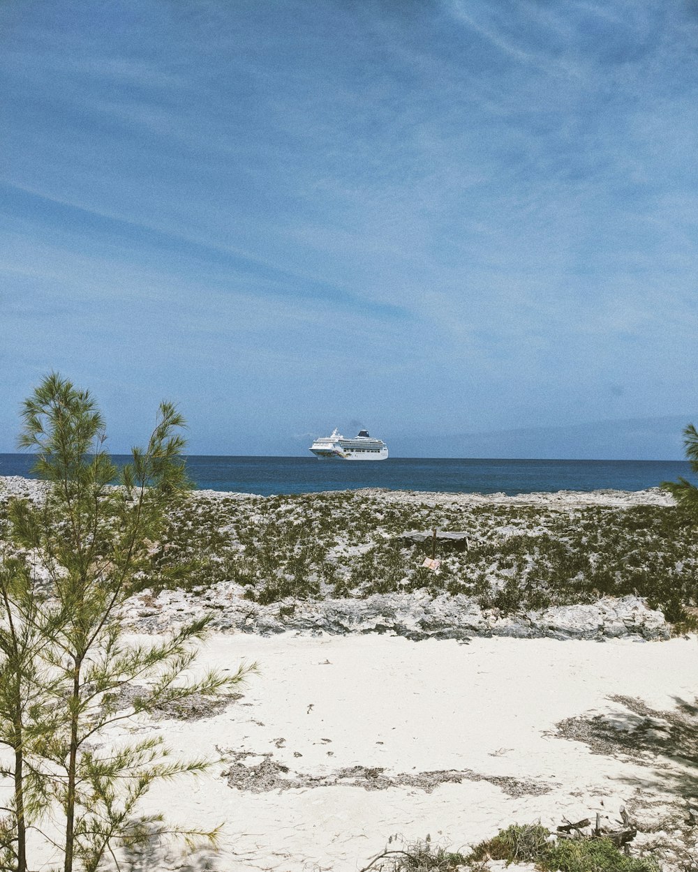 green tree on white sand beach during daytime