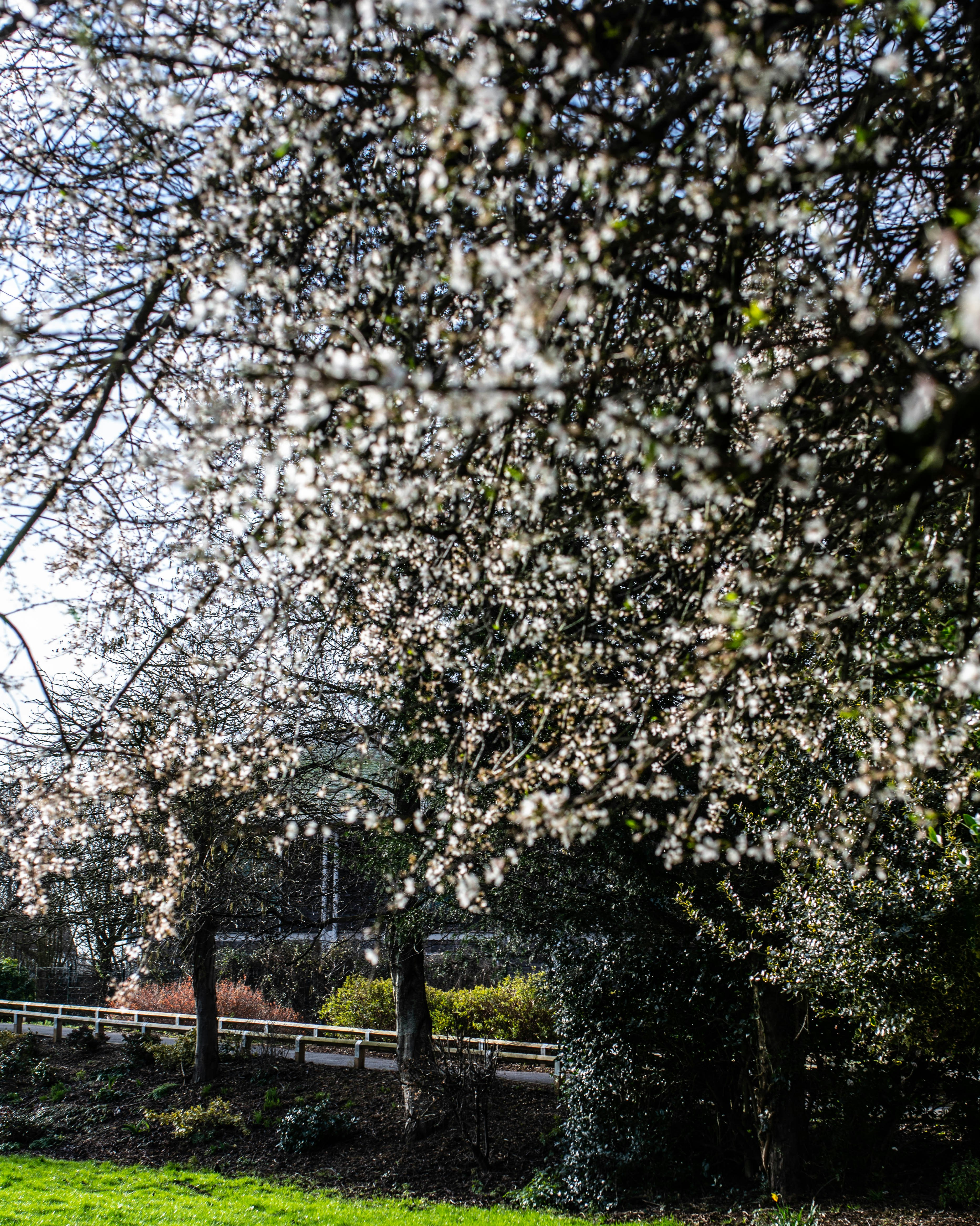 green trees near black metal fence