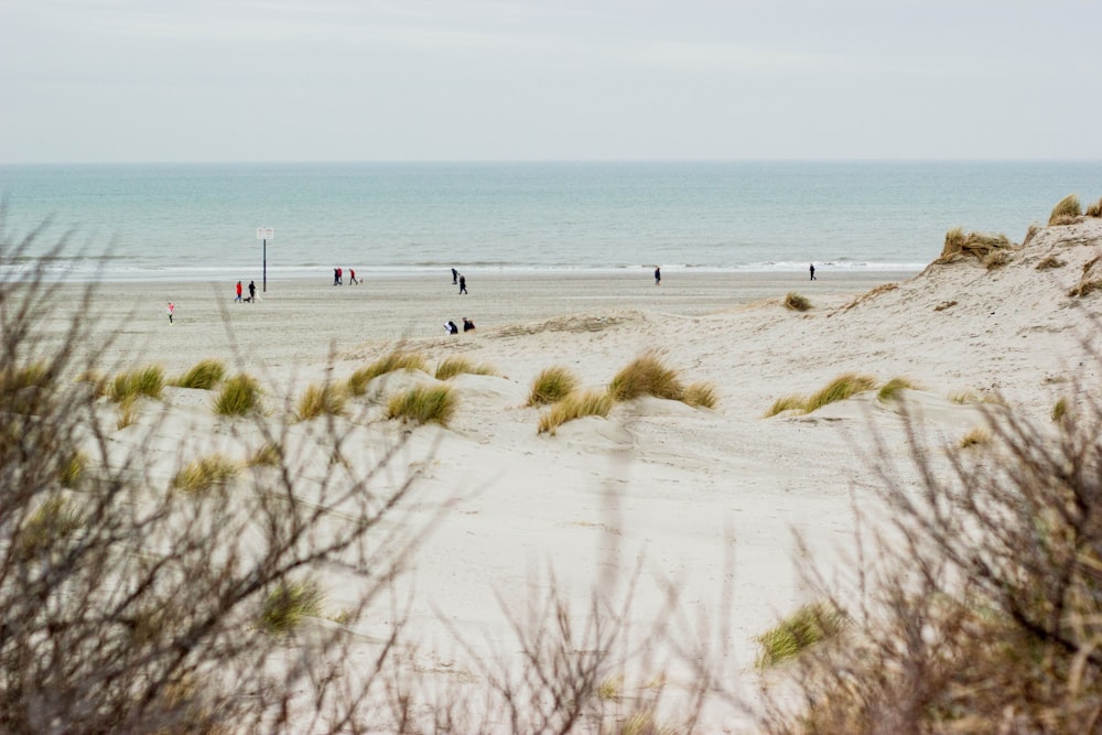 people on beach during daytime