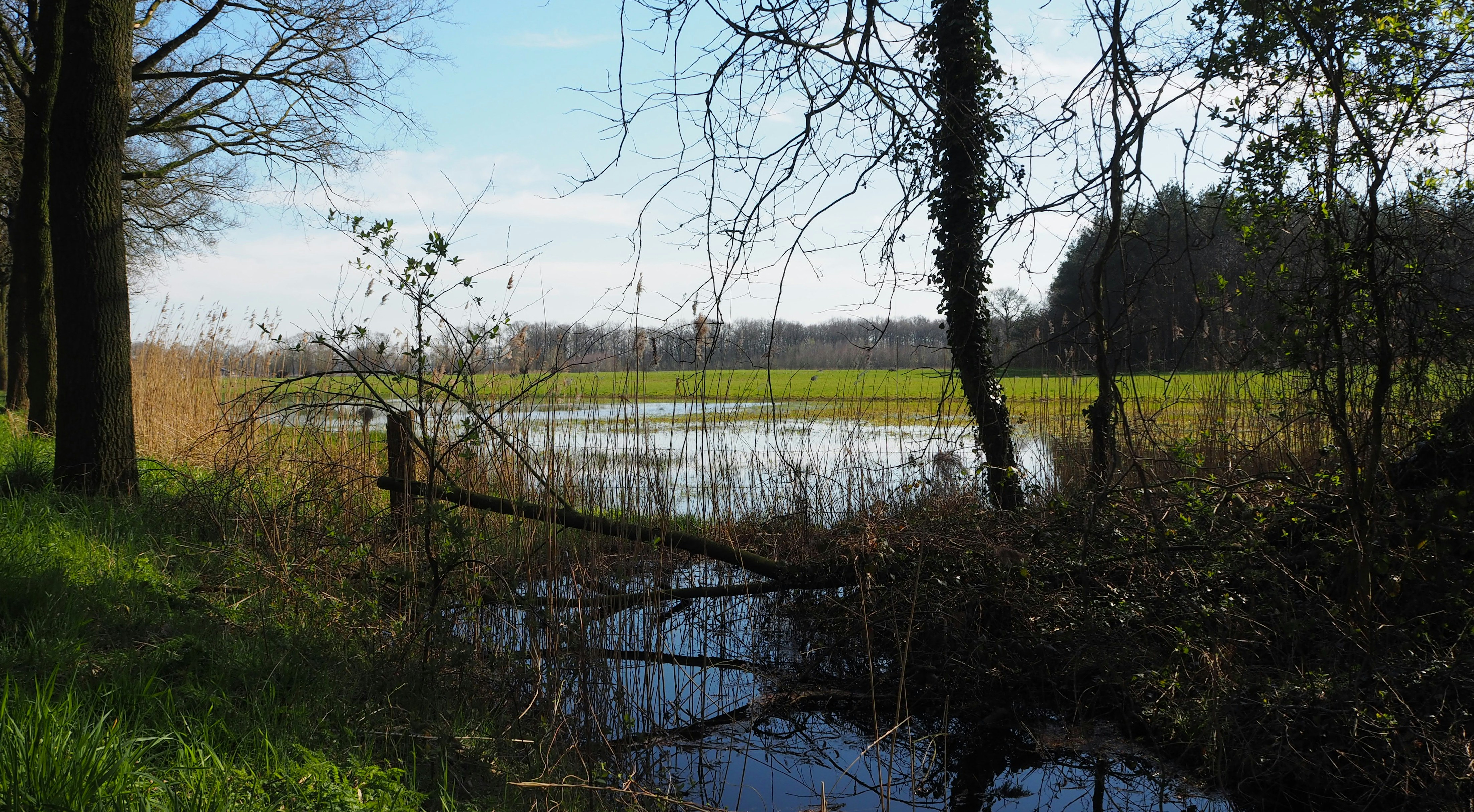 Afbeelding van Rietmolen
