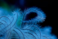 A close-up of a delicate feather floating gently on a soft blue background, symbolizing lightness and freedom.