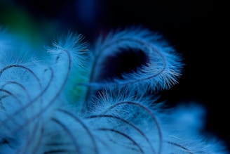 A close-up of a delicate feather floating gently on a soft blue background, symbolizing lightness and freedom.