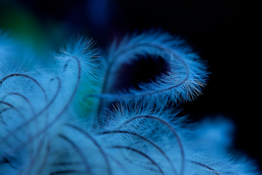 white and pink feather in close up photography