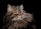 A majestic long-haired cat with a thick, fluffy coat and piercing green eyes set against a dark background. The fur appears soft and has varying shades of brown and black. The cat's expression is serene and slightly regal.