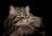 A majestic long-haired cat with a thick, fluffy coat and piercing green eyes set against a dark background. The fur appears soft and has varying shades of brown and black. The cat's expression is serene and slightly regal.