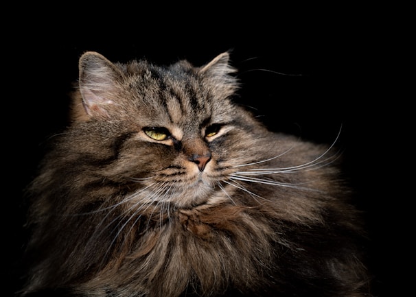 A majestic long-haired cat with a thick, fluffy coat and piercing green eyes set against a dark background. The fur appears soft and has varying shades of brown and black. The cat's expression is serene and slightly regal.