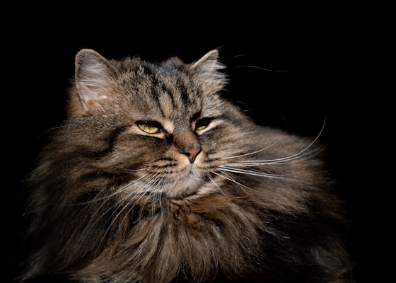 A majestic long-haired cat with a thick, fluffy coat and piercing green eyes set against a dark background. The fur appears soft and has varying shades of brown and black. The cat's expression is serene and slightly regal.