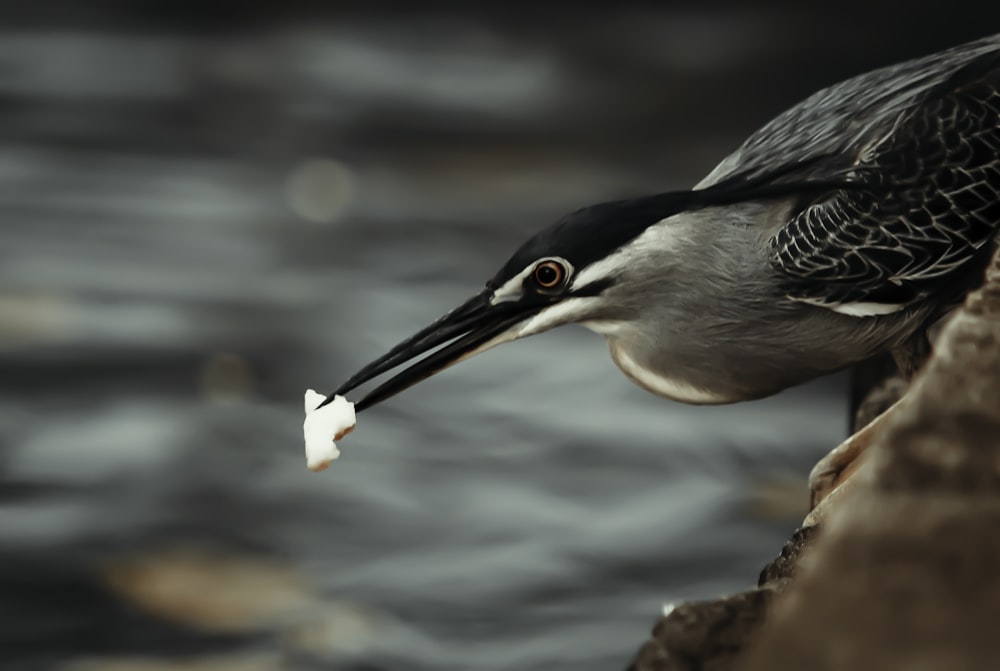 black and white bird on brown rock