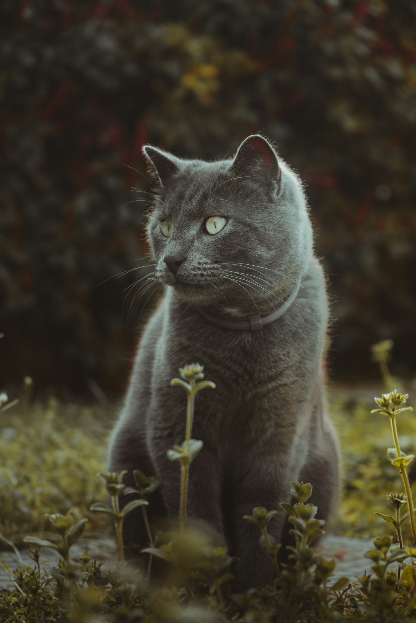 Sony a7R + Sony FE 28-70mm F3.5-5.6 OSS sample photo. Russian blue cat on photography