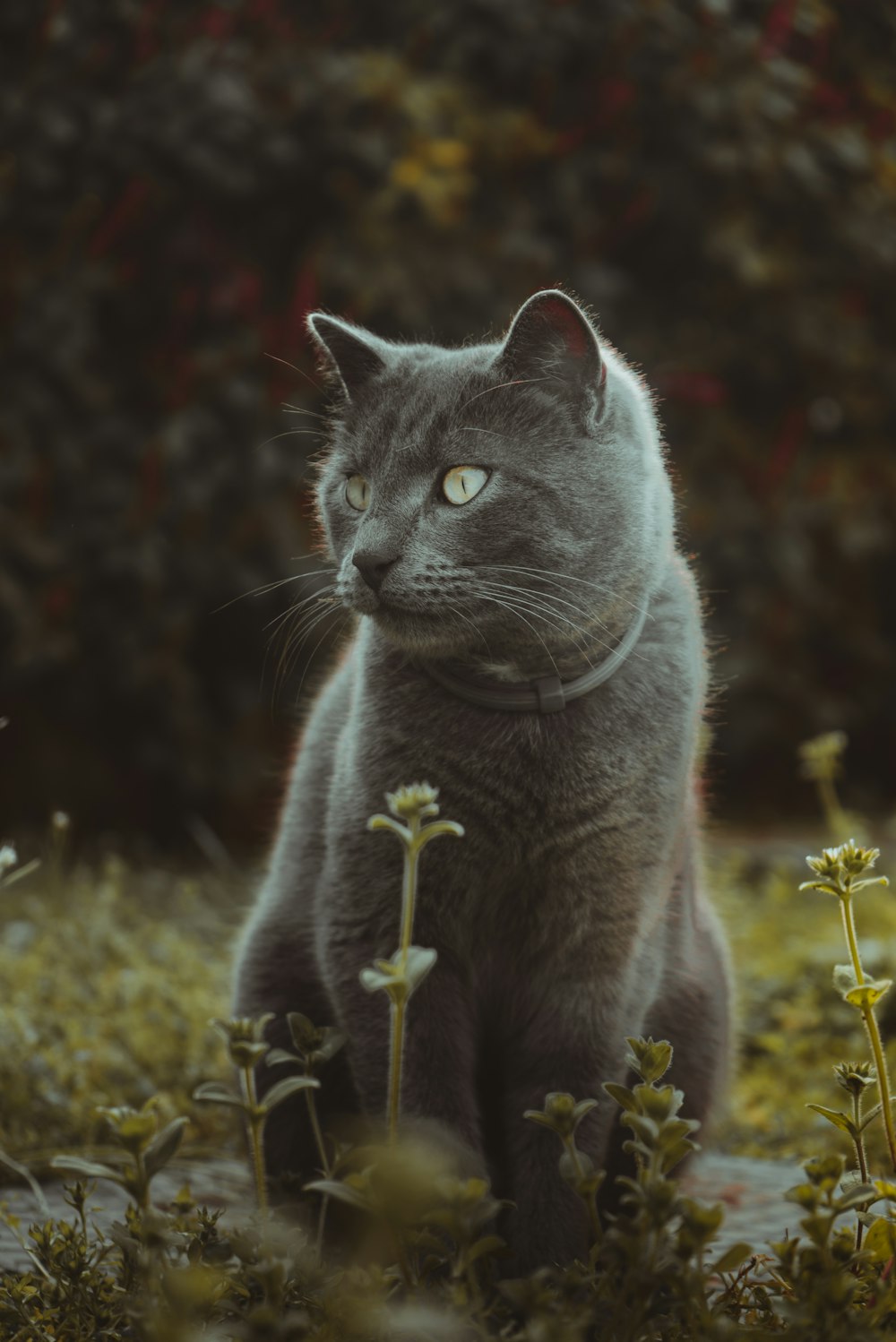 russian blue cat on green grass