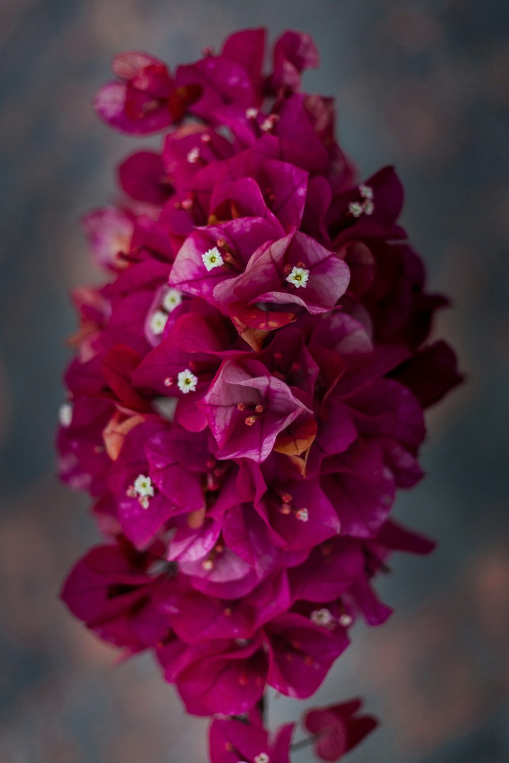 purple flower in macro shot