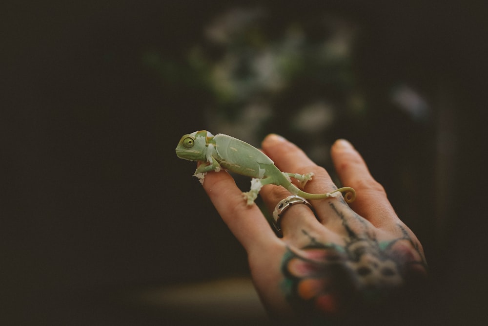 green frog on persons hand