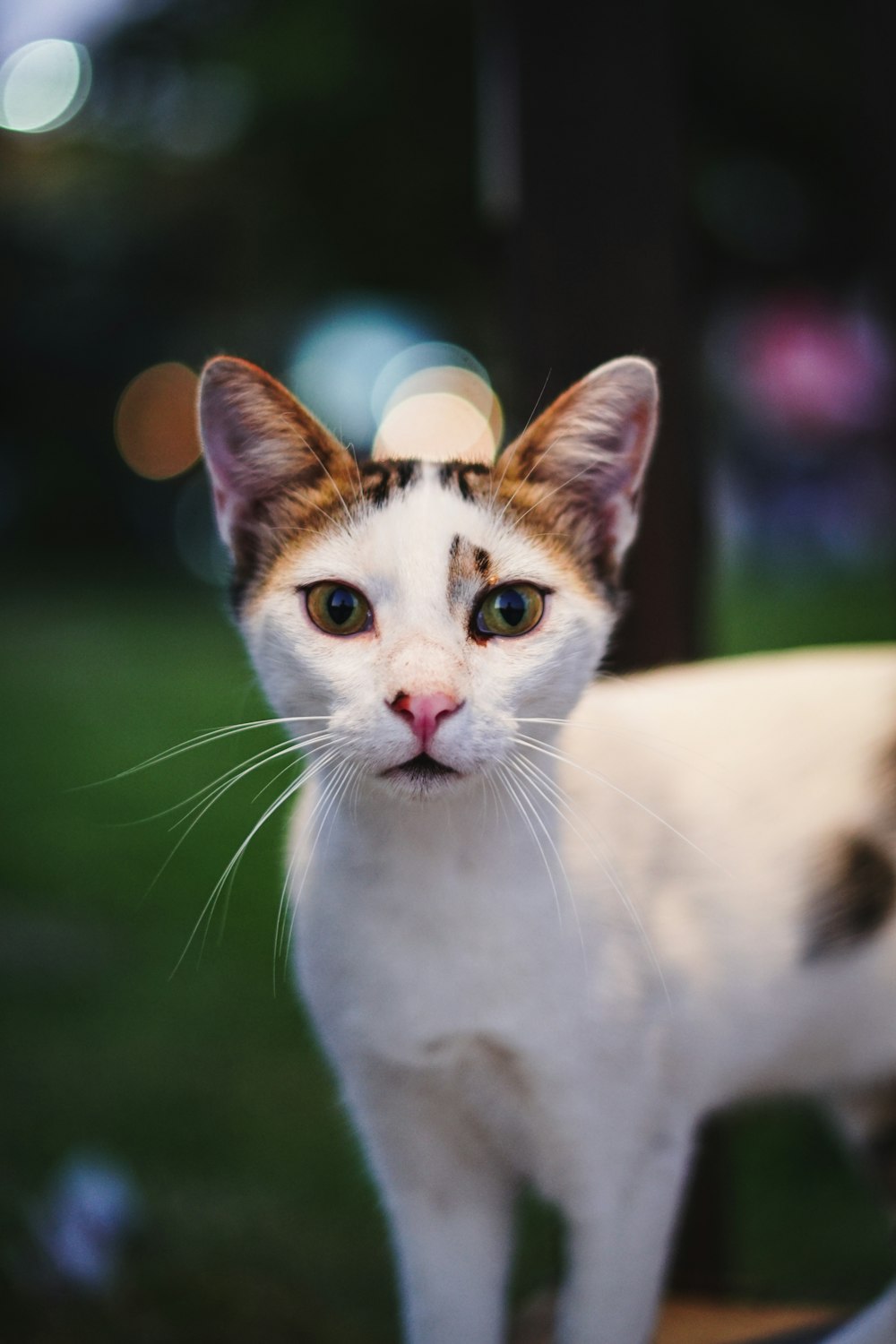 white and brown cat on green grass field