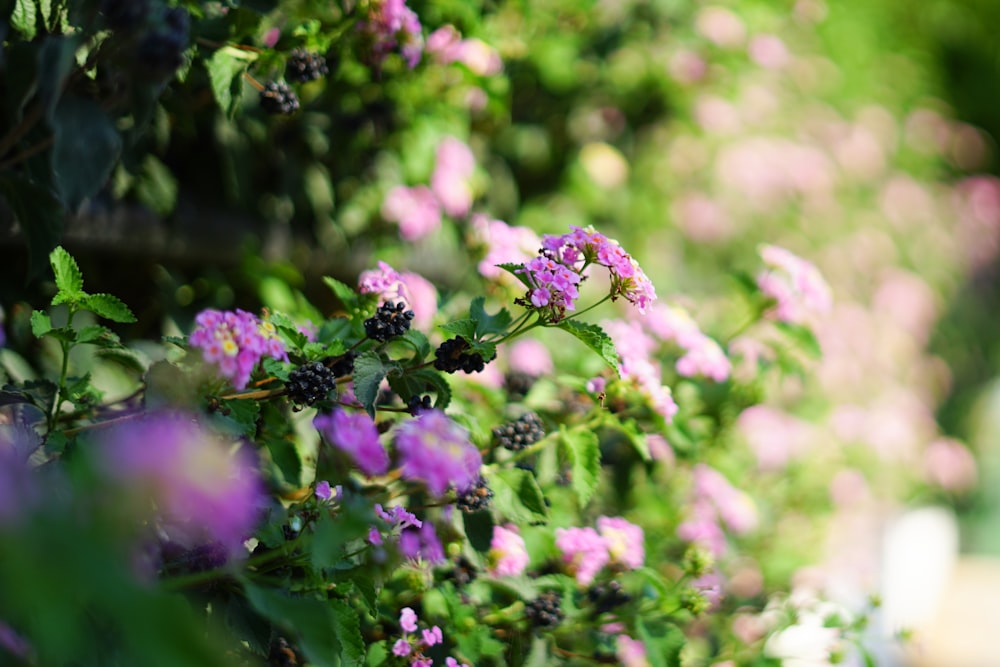 purple flowers in tilt shift lens