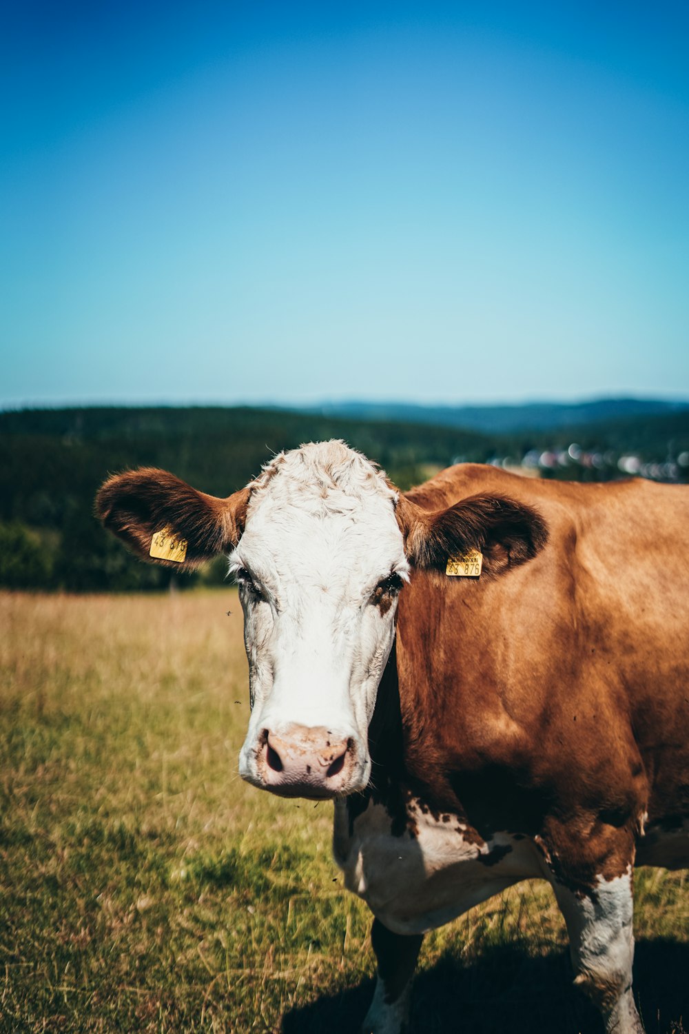 brown and white cow on green grass field during daytime