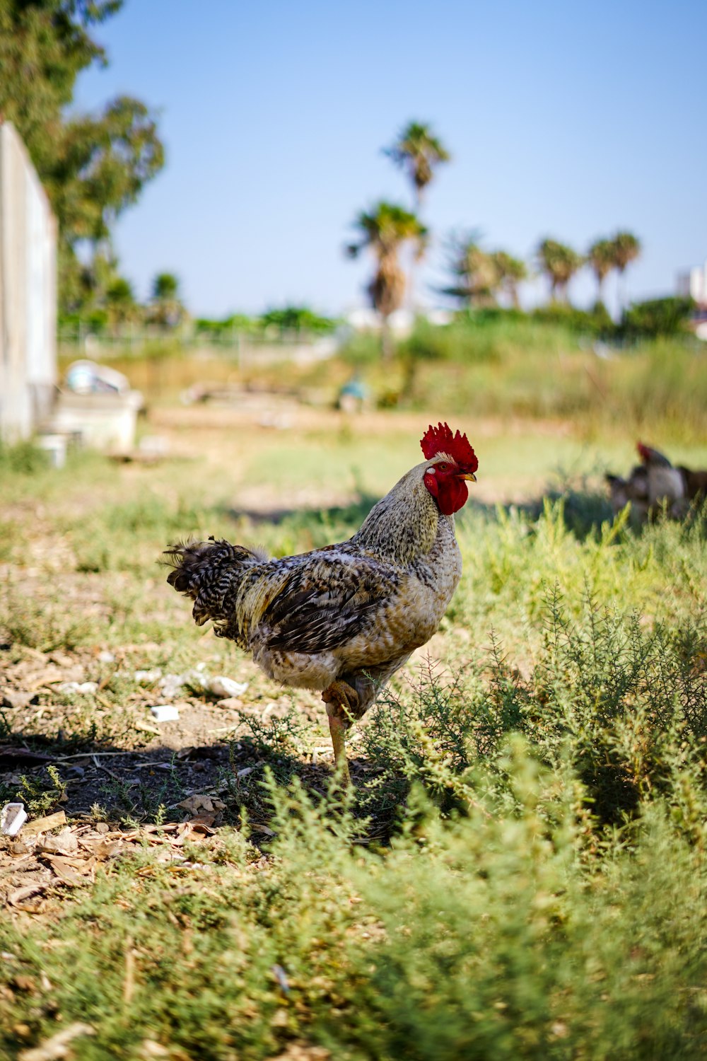 white and brown rooster on green grass field during daytime