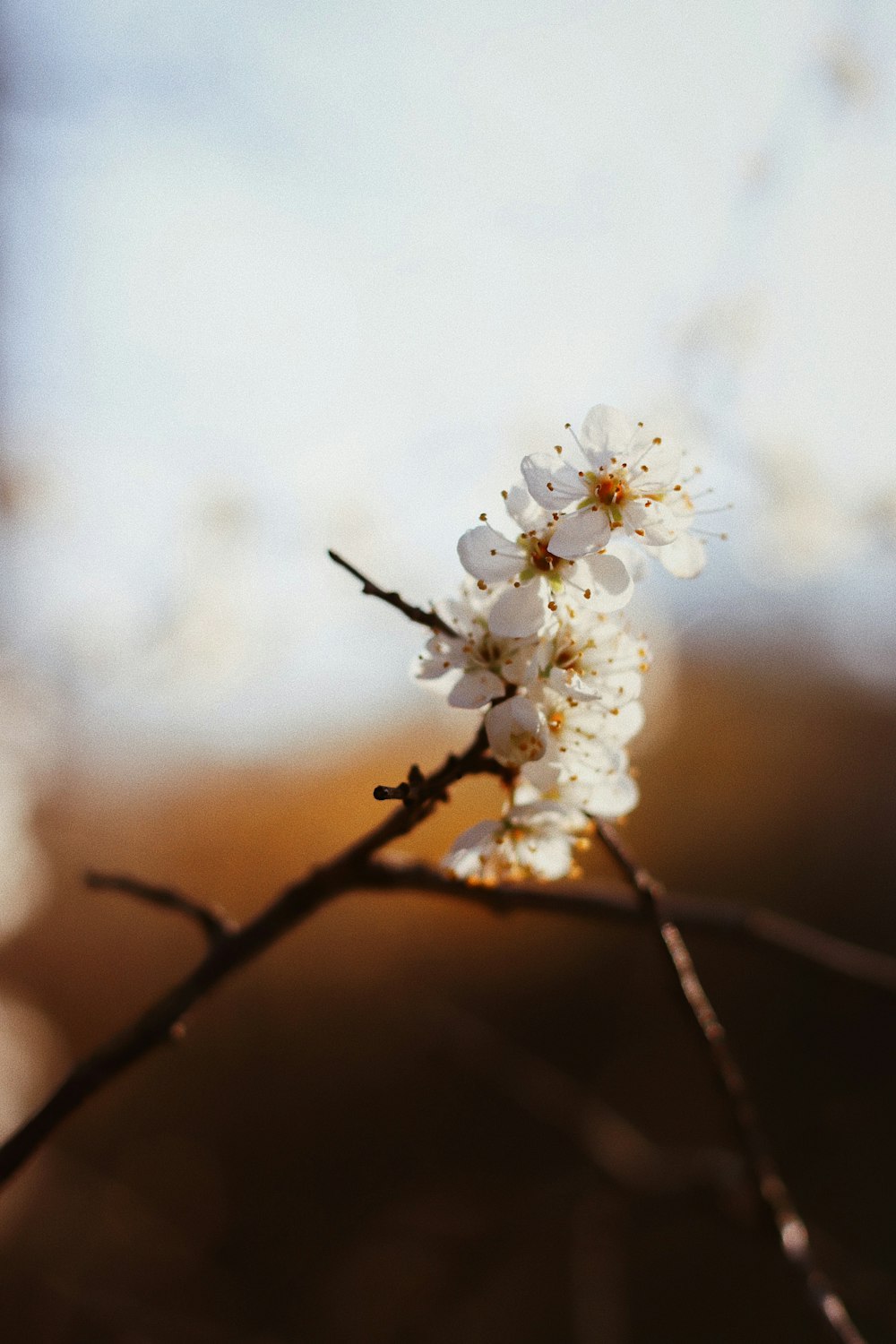 white cherry blossom in close up photography