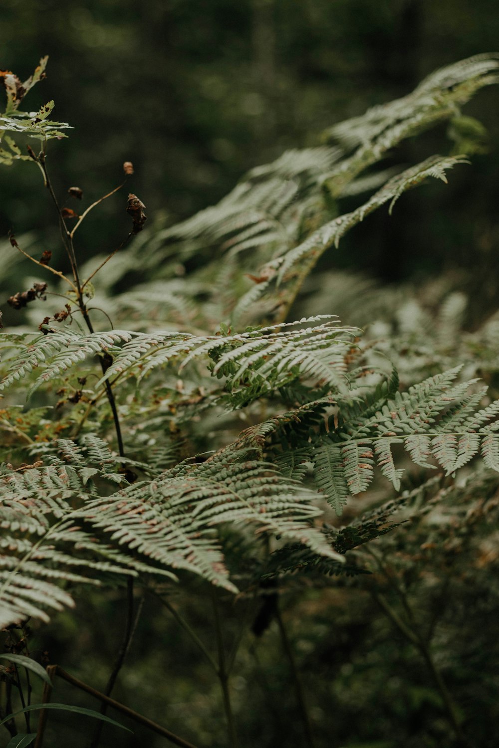 green pine tree in close up photography