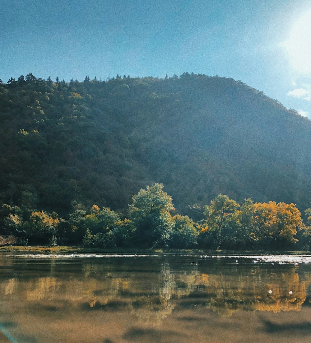 green trees beside body of water during daytime