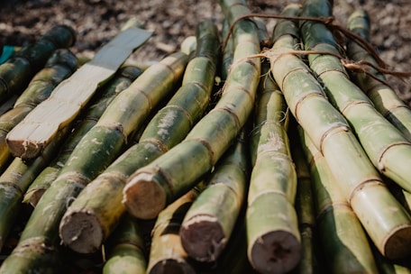 Close-up of fresh sugarcane stalks being harvested by farmers in an Indian field.