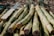 A close-up view of freshly harvested green sugarcane stalks. The canes are thick, cylindrical, and lie in a pile, with some of them retaining their outer husk layers, while others have been partially peeled. The texture of the sugarcane and the natural light give a sense of the outer surface characteristics.