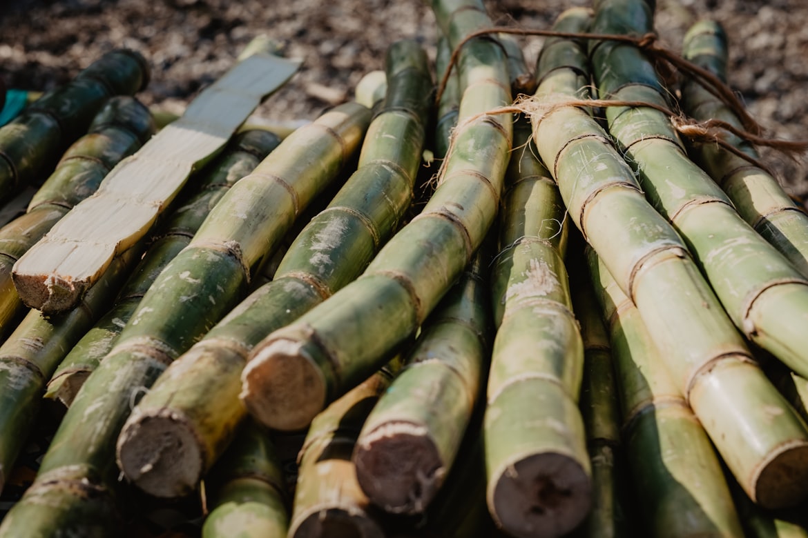 Sugar Cane
