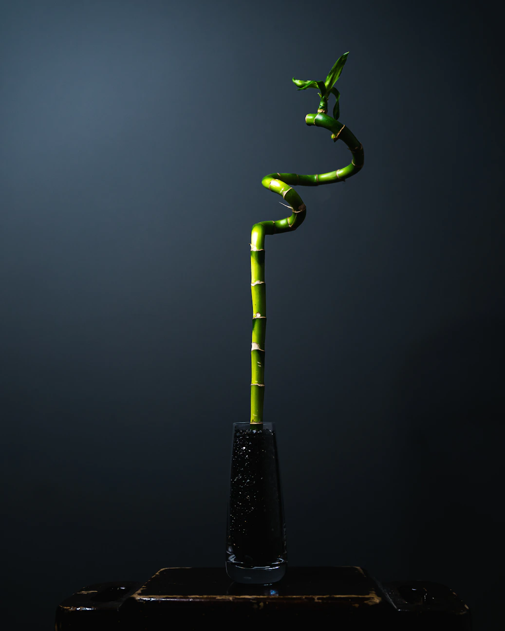 green plant with water droplets