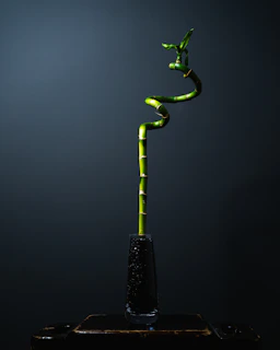 green plant with water droplets