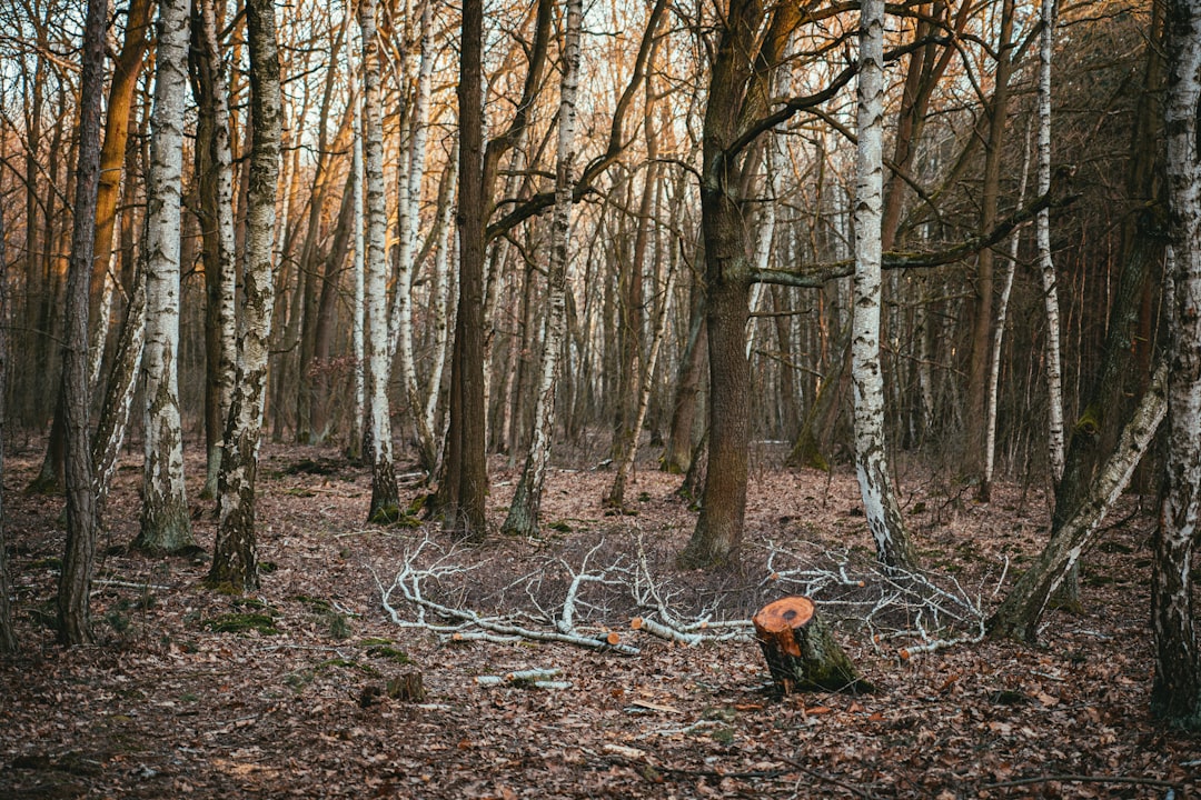 brown tree trunk on forest during daytime