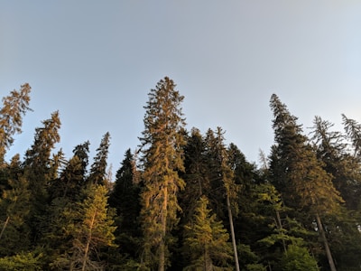 A serene view of a green forest with tall trees reaching towards the sky.