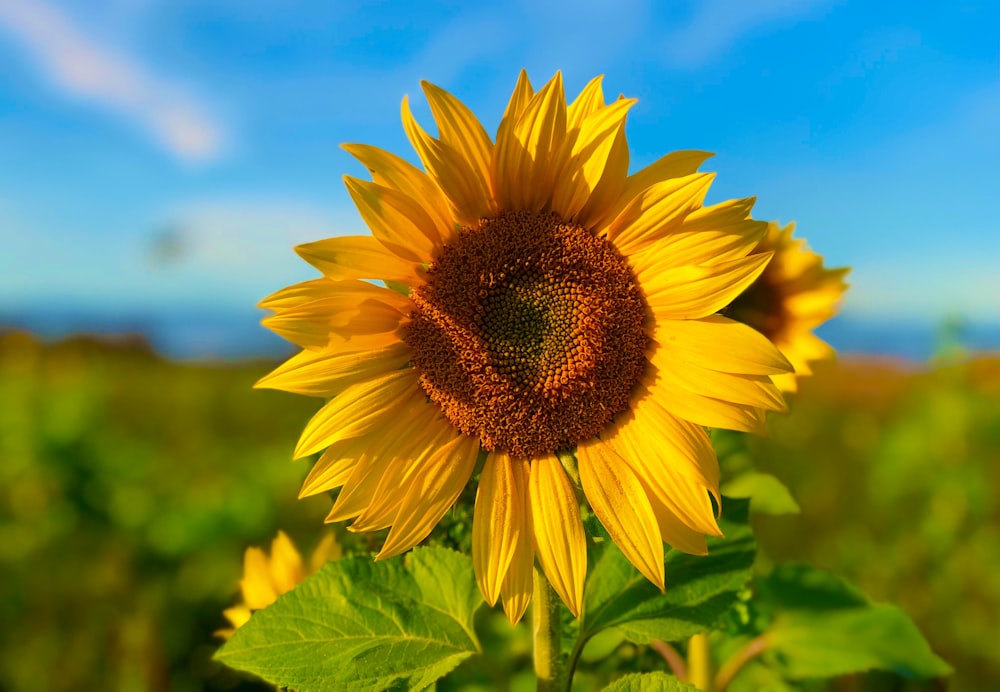 yellow sunflower in close up photography during daytime