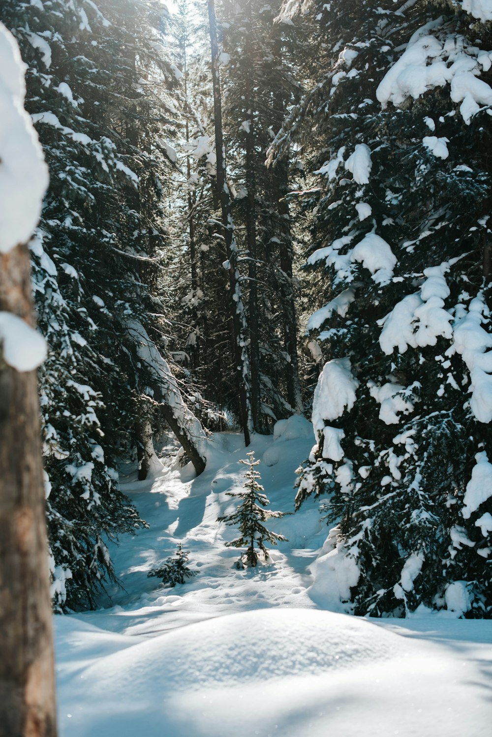 pinos cubiertos de nieve durante el día