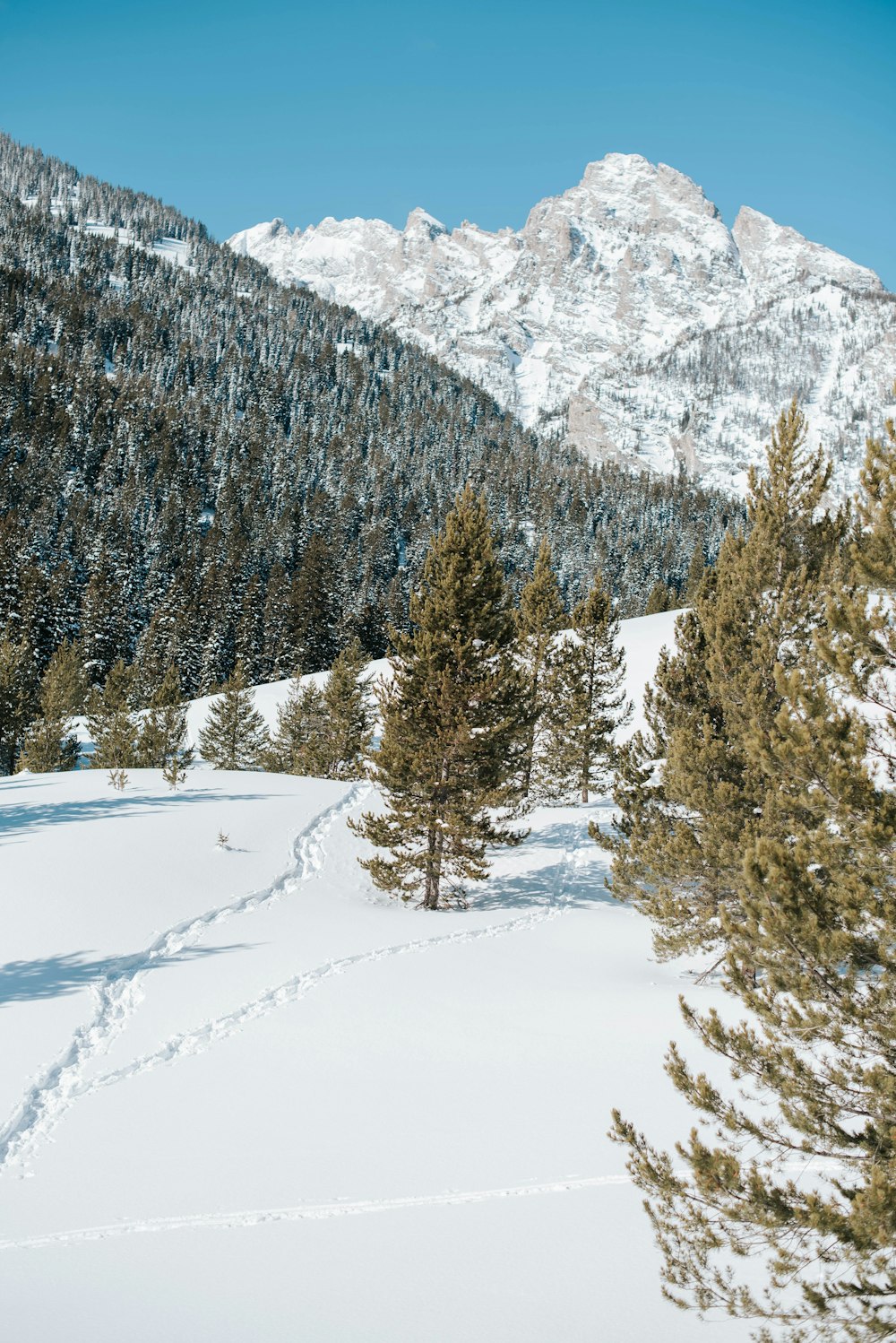 green pine trees on snow covered ground during daytime