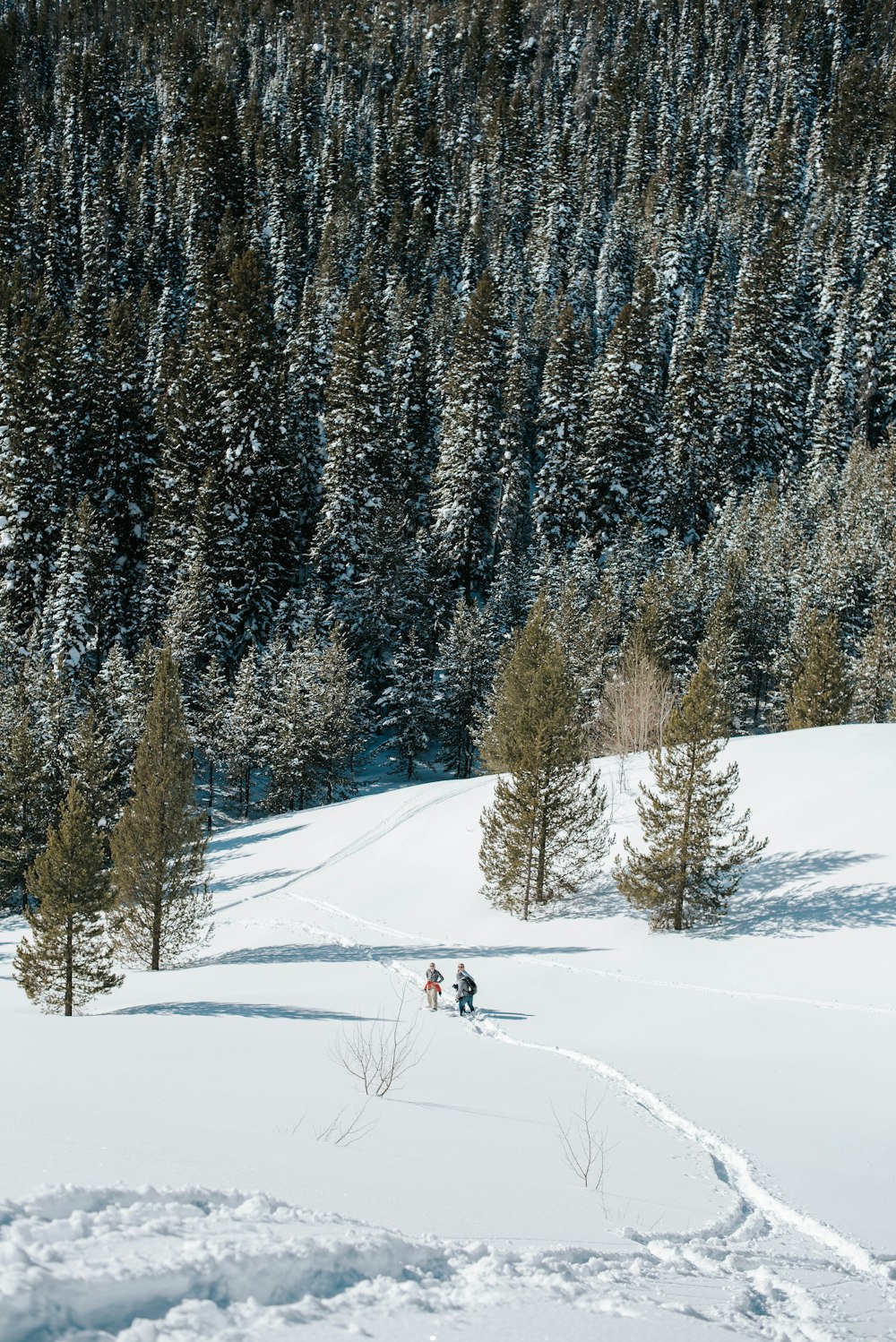 person in black jacket and black pants riding on snow ski during daytime