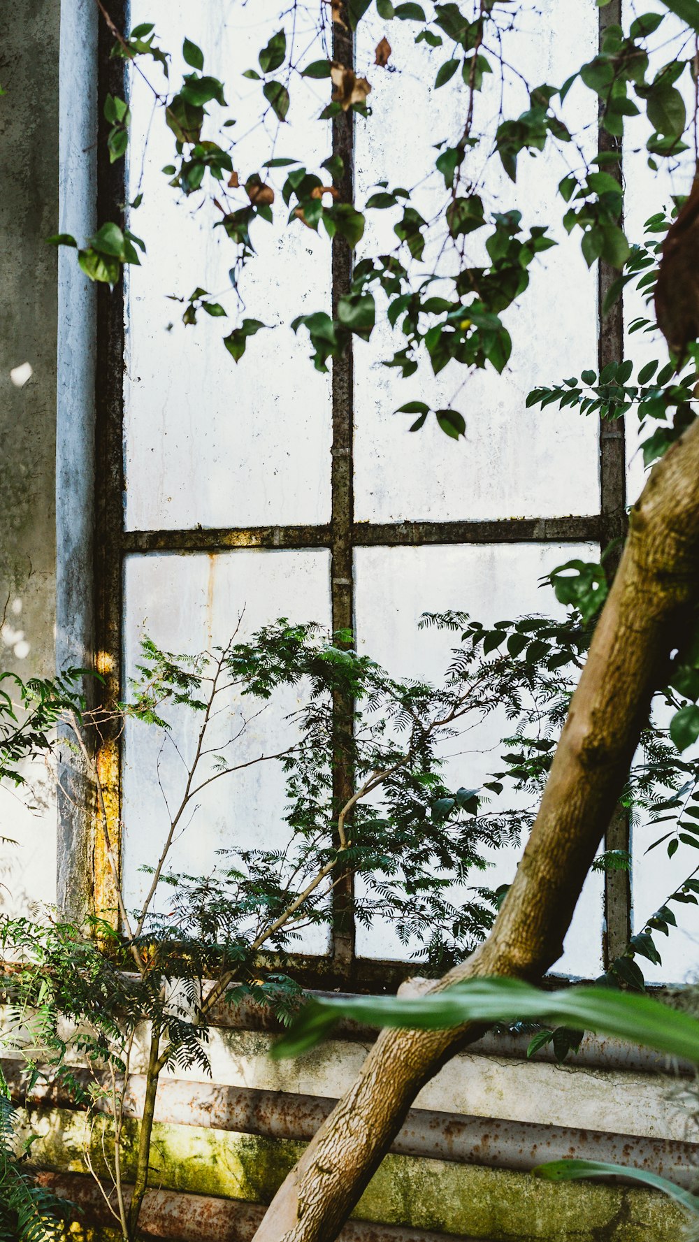 green leaves on white wooden window