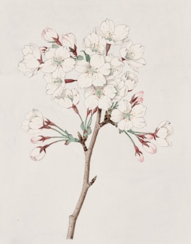 Watercolor of cherry blossoms.