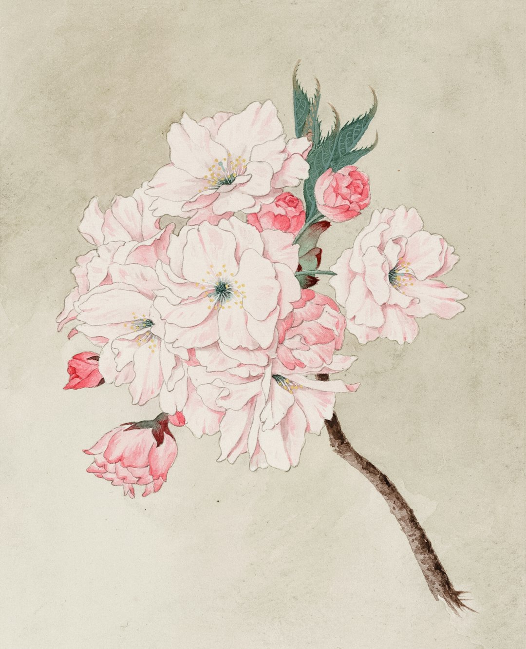 Watercolor of fukurokuju (god of longevity) cherry blossoms.