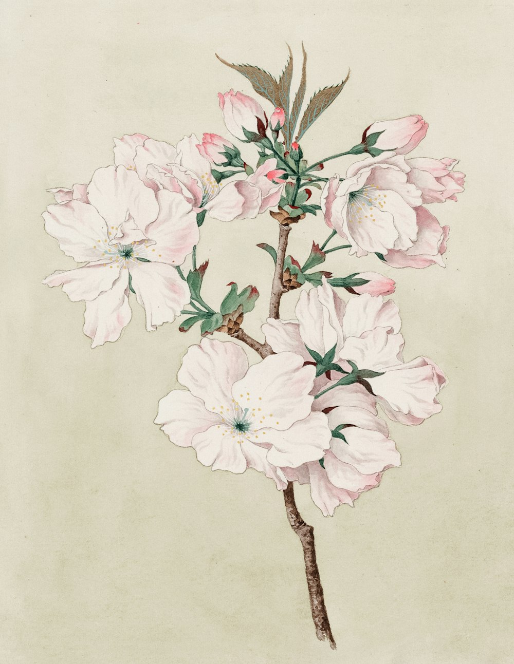 Aquarelle de fleurs de cerisier ariaki (aube).