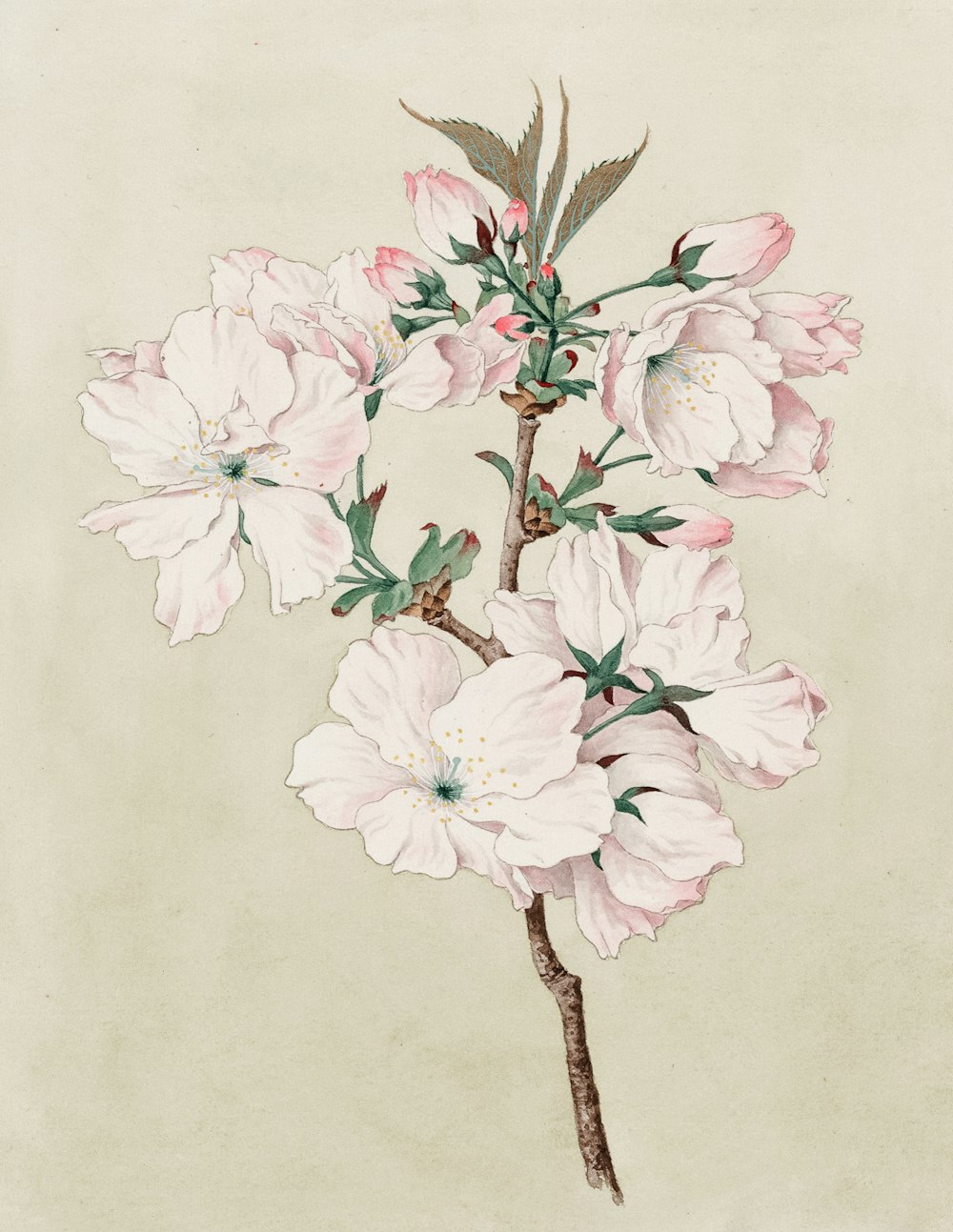 Watercolor of ariaki (daybreak) cherry blossoms.