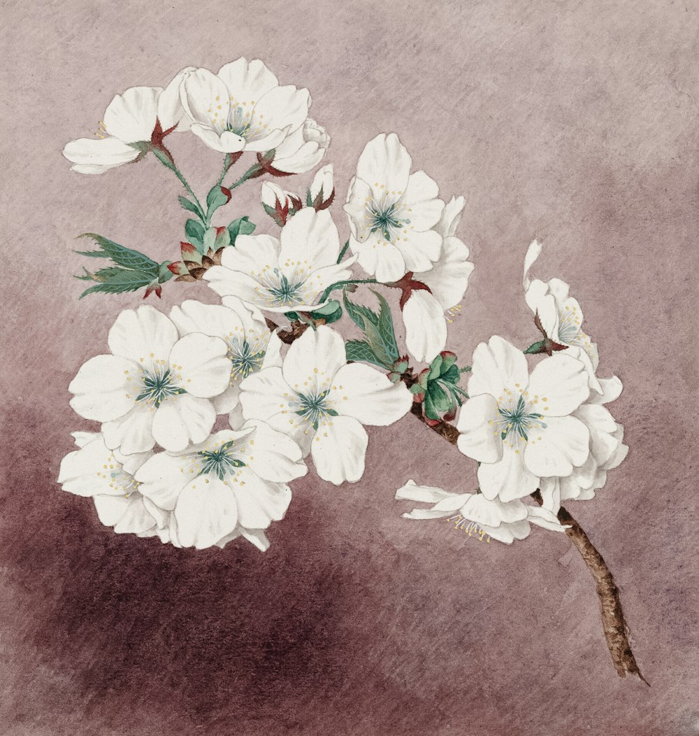 Watercolor of shirayuki (white snow) cherry blossoms