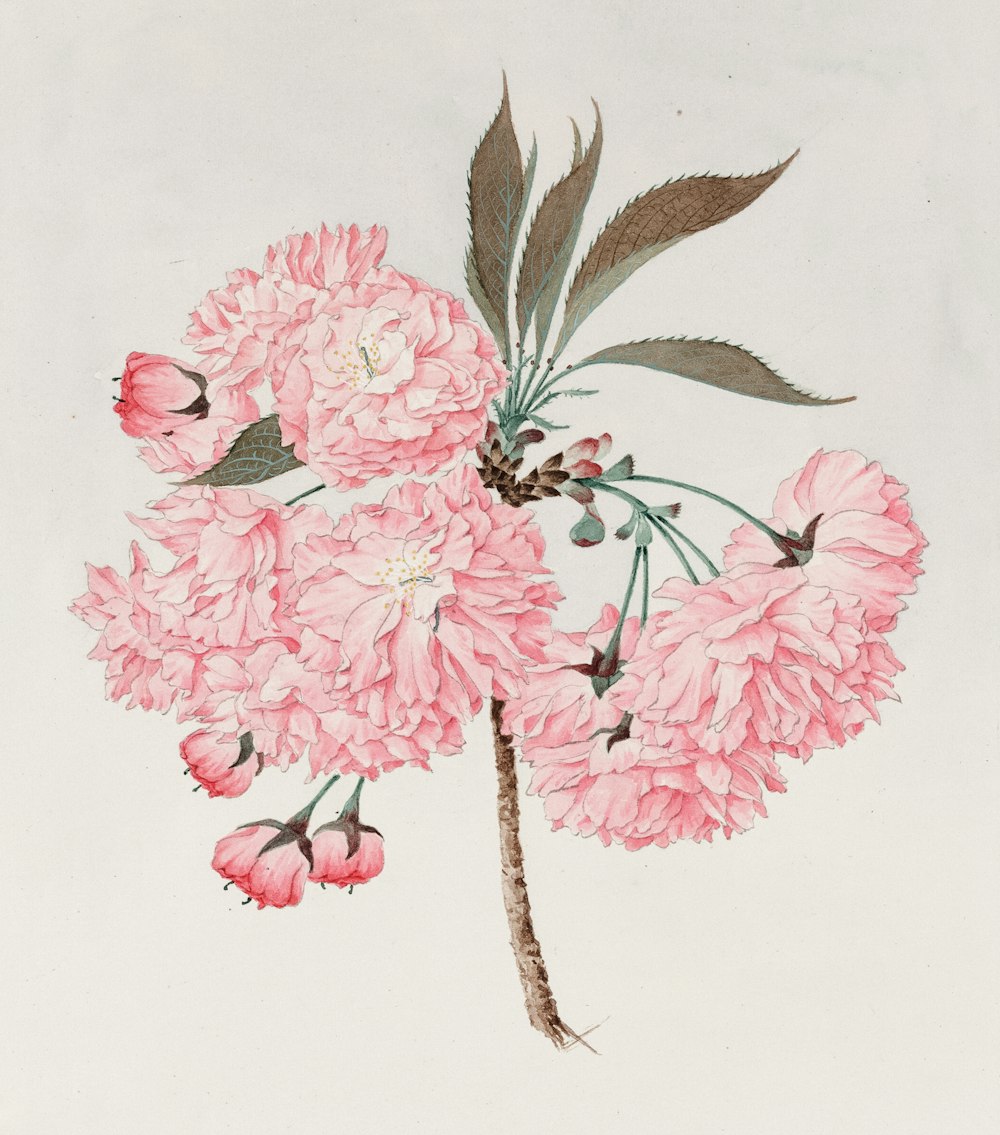 Watercolor of kwan-zan (barrier mountain) cherry blossoms.