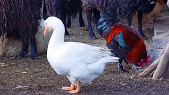 A white goose stands on the ground in a farm setting, surrounded by several black sheep with long, woolly coats. Nearby, a colorful rooster with vibrant red and green feathers is pecking at the ground. The area appears to be a barnyard or rural environment, with straw and dirt underfoot.