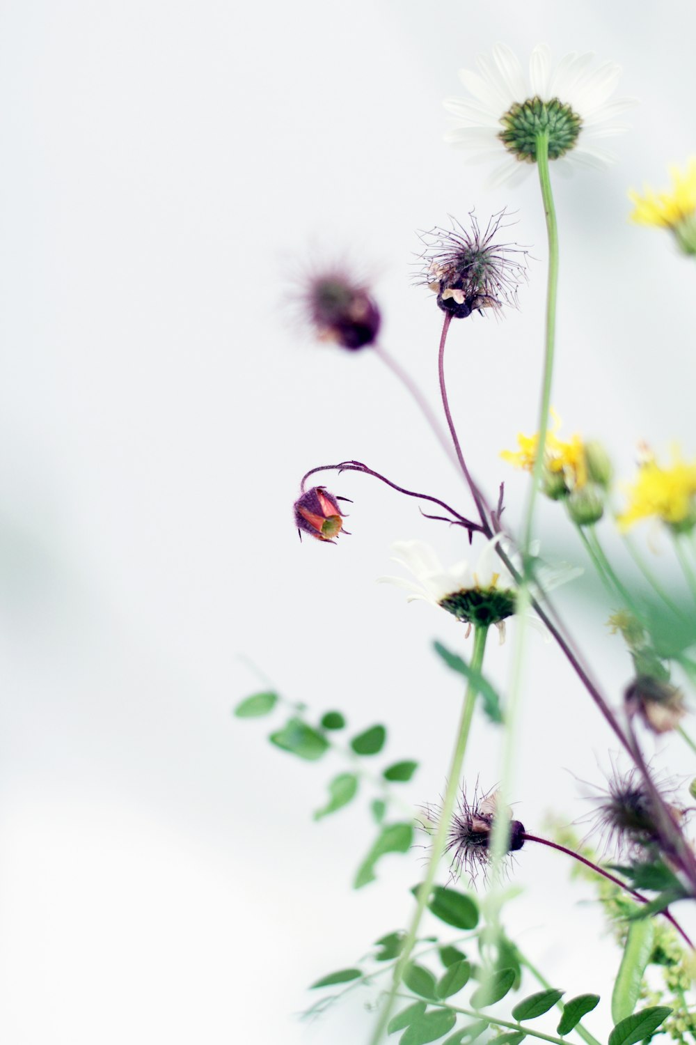 brown and black ladybug perched on white flower in close up photography during daytime