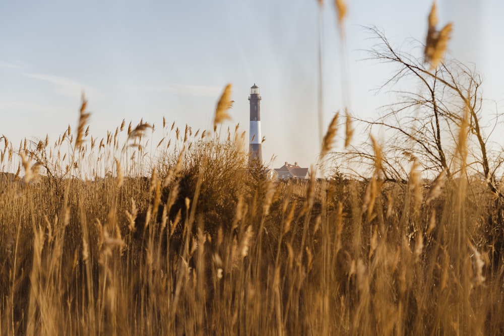 brown grass field during daytime