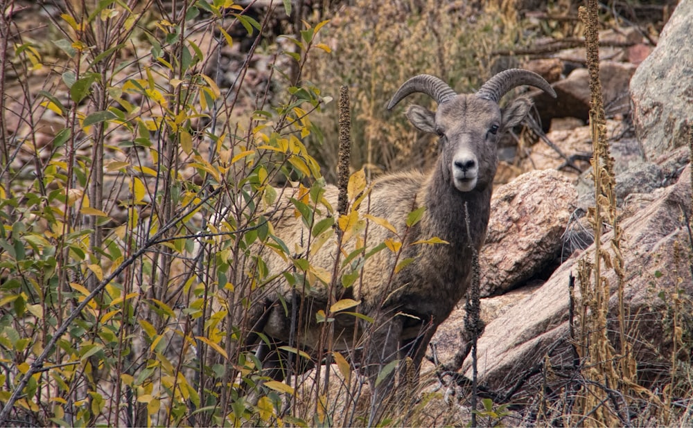 brown ram on brown rock during daytime