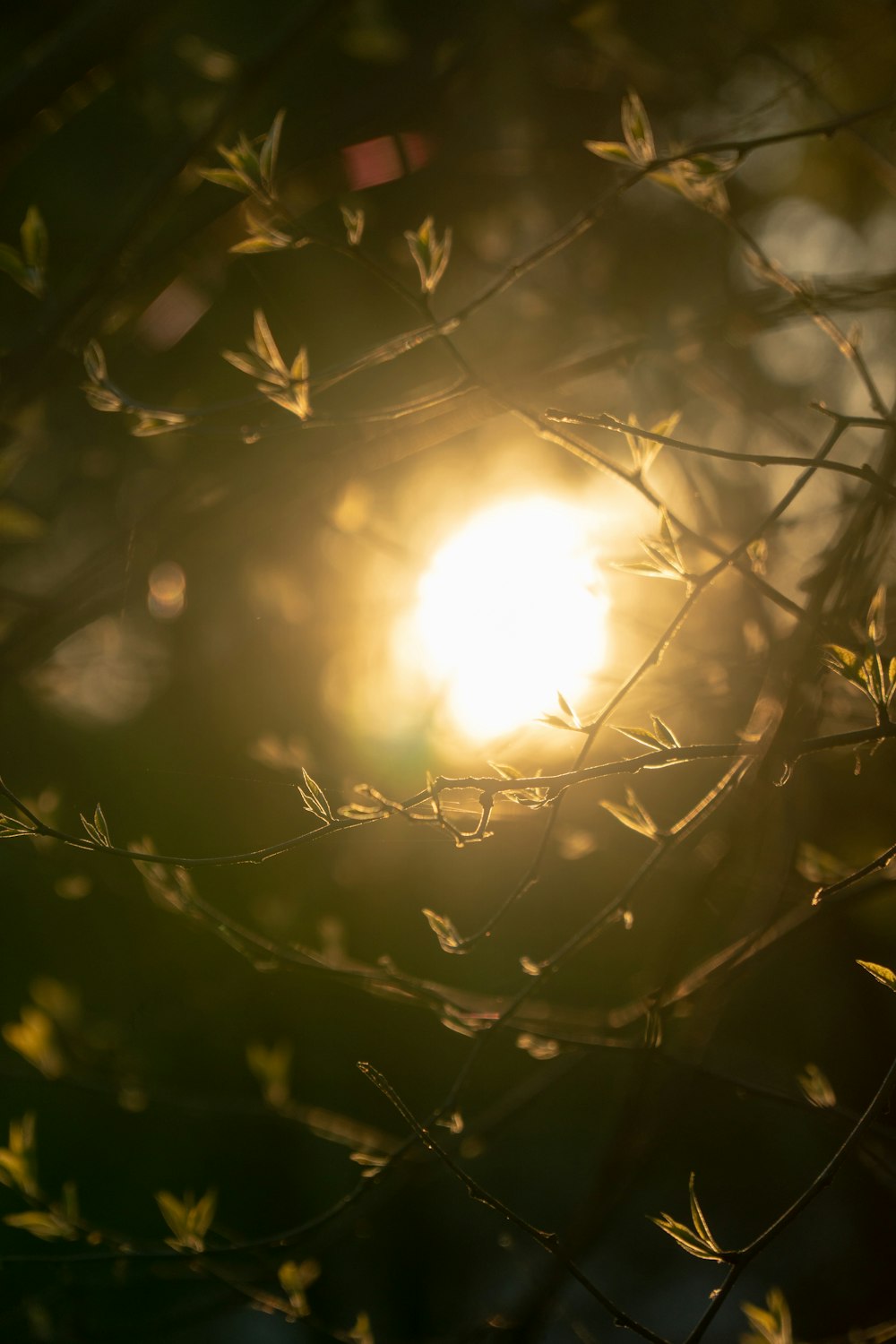 sun light in the middle of the forest