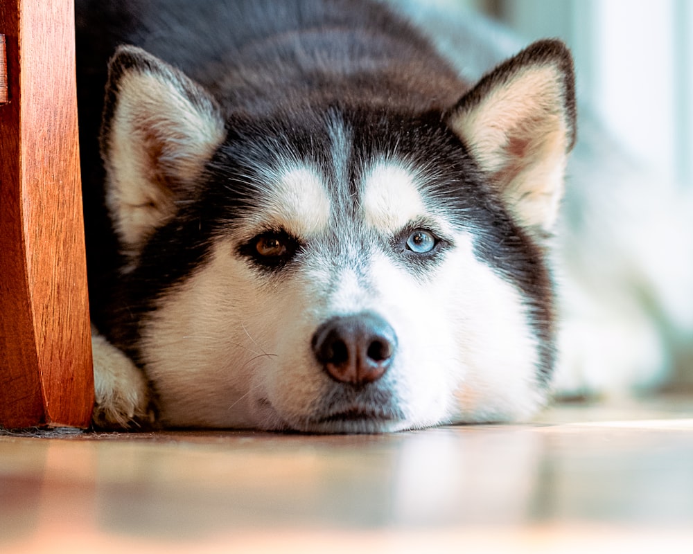 cachorro husky siberiano blanco y negro acostado en el piso de madera marrón