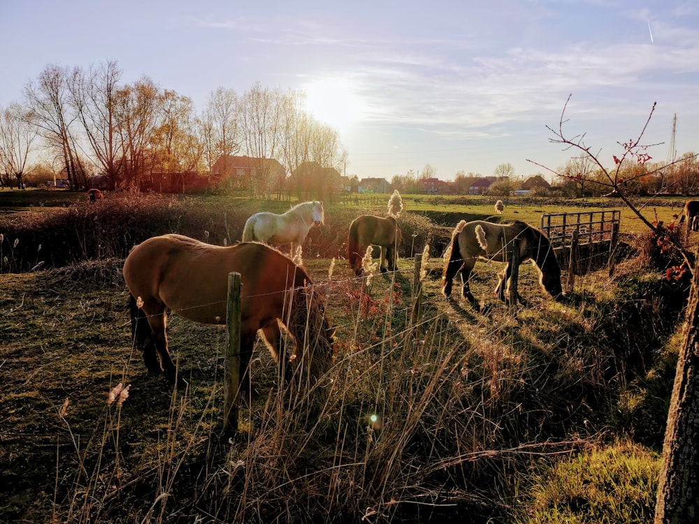 herd of horses on green grass field during daytime